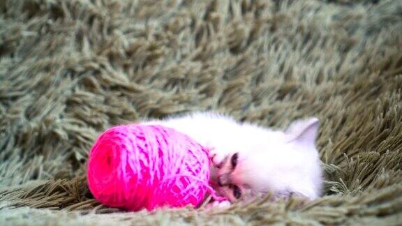 可爱的小白猫在家里的沙发上玩粉色的毛线球