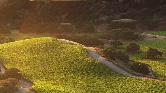 加州蒙特利县葡萄园的金色日出-无人机拍摄