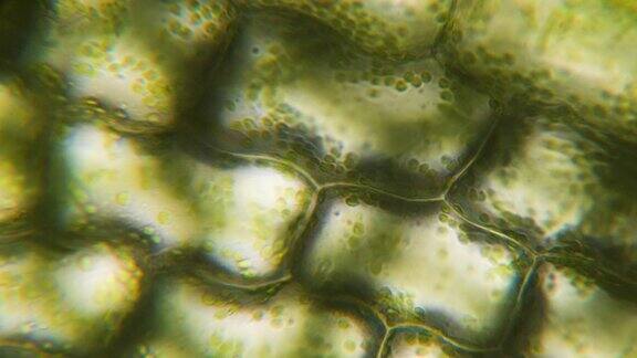 细胞分裂显微镜下显示植物细胞的叶表面病毒感染显微镜下的绿色植物细胞转基因生物DNA显微镜下的叶绿体细胞分裂细胞结构