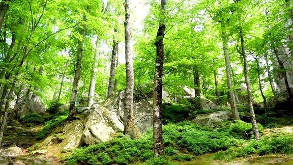 森林岩石山石头