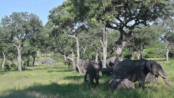 一群大象带着小象在阿玛鲁拉树下吮吸和玩耍以阿玛鲁拉的浆果为食