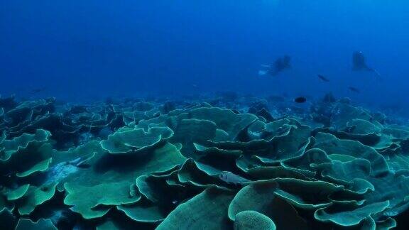 巨大的卷心菜珊瑚