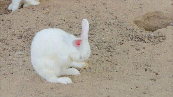 一只白兔在挖鼻子