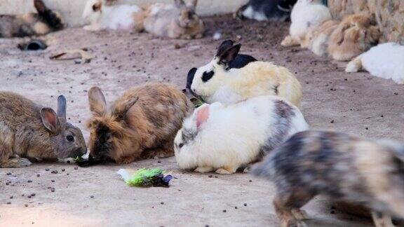 笼子里的兔子吃新鲜的生菜喂兔子