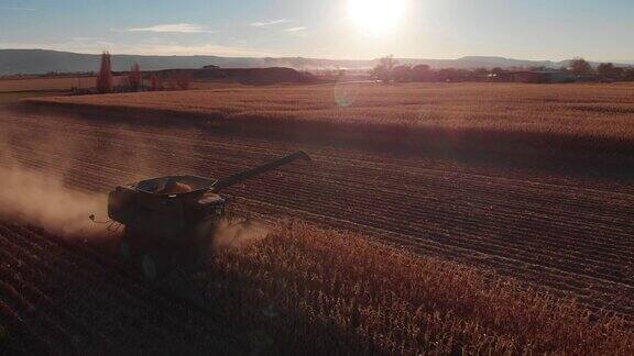 无人机拍摄的联合收割机与一个螺旋驾驶通过麦田的玉米在收获在日落