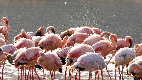 火烈鸟在博戈里亚湖洗澡的特写肯尼亚