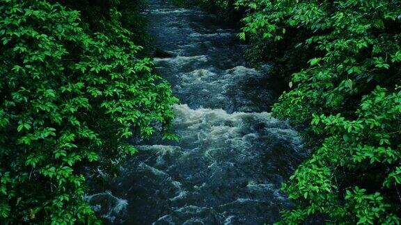 这条河流经夏威夷毛伊岛的热带雨林