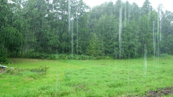 大雨绿树下的夏雨草的背景特写镜头森林里的雨天多雨的天气热带暴雨抽象的自然背景极端的天气状况冰雹和雨阳光