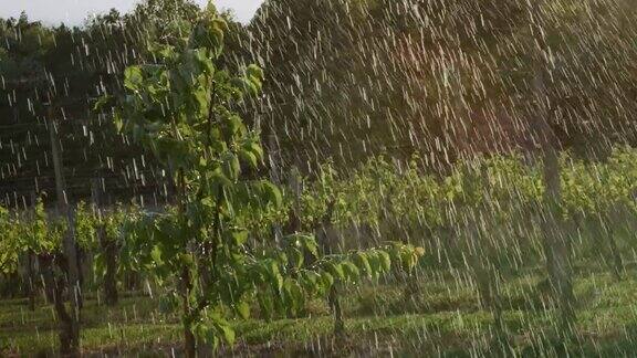 阳光明媚的果园里雨水落在果树上