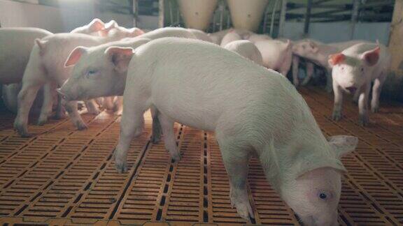农场里的猪正朝摄像机走来现代养猪场用的是猪