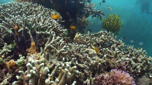 五颜六色的珊瑚和热带鱼珊瑚礁景观背景在深蓝色的海洋与鱼类和海洋生物