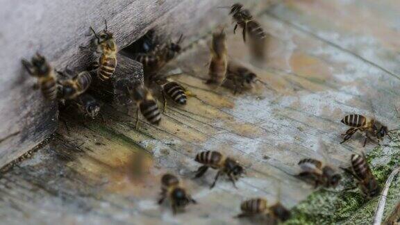 蜜蜂在蜂巢里进进出出