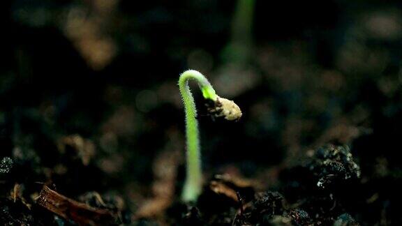 小植物生长极端微距拍摄自然新生命春天时光流逝进化