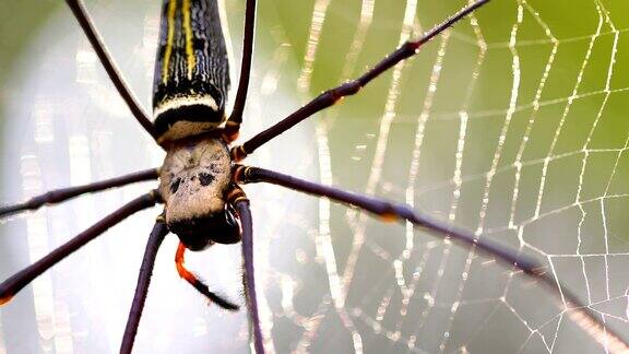 自然界美丽的蜘蛛和蜘蛛网4K