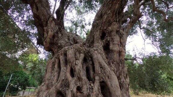 老橄榄树