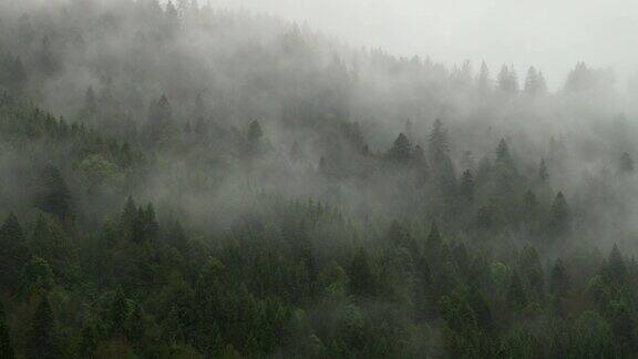 山上的树雾