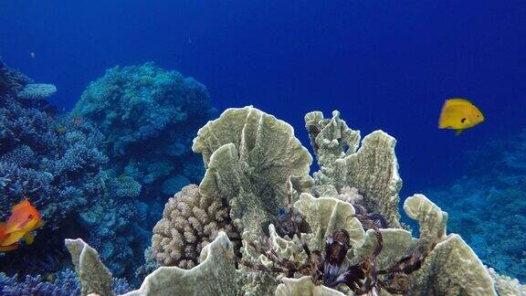 海洋中的生命热带鱼和珊瑚礁美丽的珊瑚