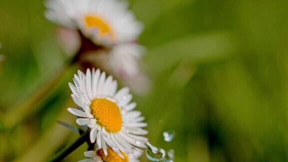 水滴落在雏菊上