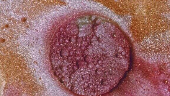 在显微镜背景下检查血细胞