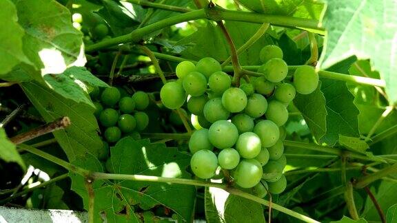 生绿葡萄一串串未成熟的白葡萄挂在绿叶藤蔓上随风摇摆