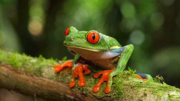 红眼树蛙的自然栖息地在加勒比雨林