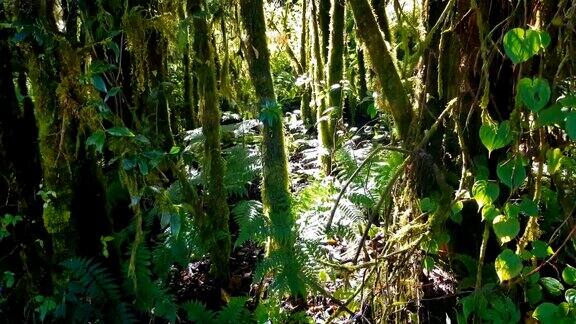 森林中的热带蕨类和树木