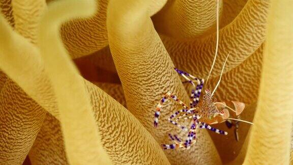 在库拉索岛附近潜水的加勒比海珊瑚礁海葵上的清洁虾的特写