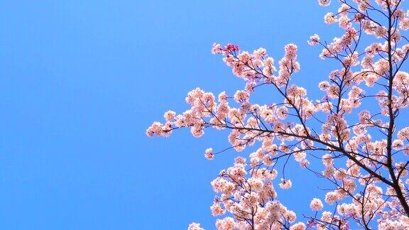 樱花映衬着湛蓝的天空