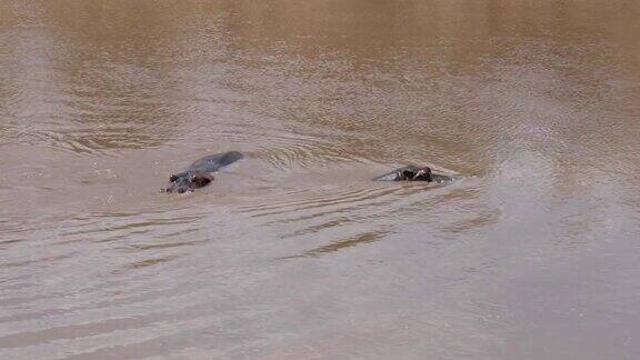 两只河马在马拉浑河里潜水和游泳非洲保护区4K