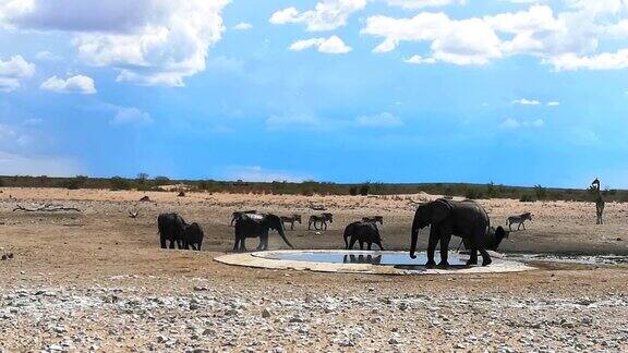 一小群非洲象在纳米比亚的水坑里喝水