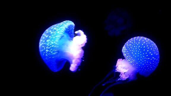 蓝色发光水母在深蓝色的水中移动
