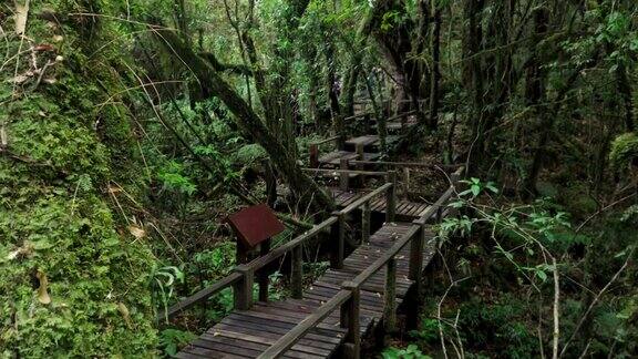 淘金:泰国北部热带森林深处的长木步道