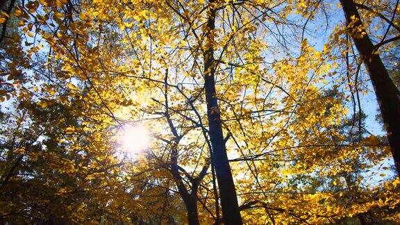 秋叶间的阳光