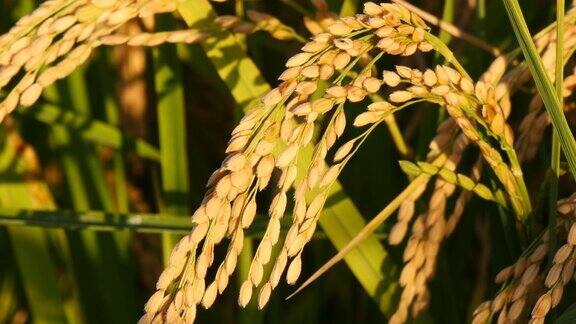 美丽的稻田阳光