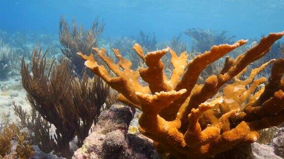 珊瑚礁海景在加勒比海库拉索岛荷属安的列斯群岛周围