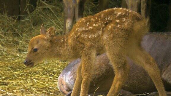 梅花鹿宝宝趴在地上吃干草