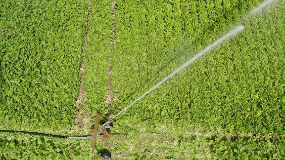 夏季农田灌溉