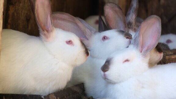 农场笼子里的白兔农村地区兔子的工业化养殖