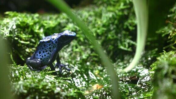 一个彩色的蓝色毒蛙坐在苔藓上的侧视图