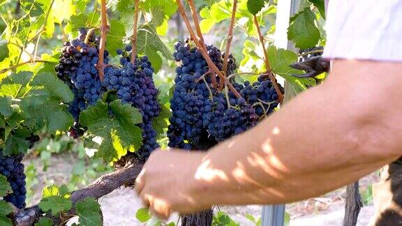 意大利南部葡萄收获:农民的手切葡萄
