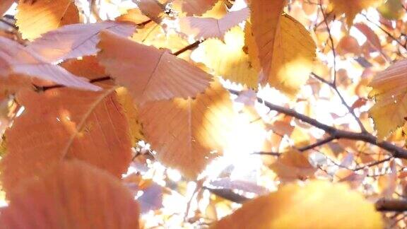 秋天的树叶子天空的背景