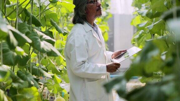 白大褂高级男农艺师用片剂工作监督温室幼苗的生长植物护理和保护理念工业4.0