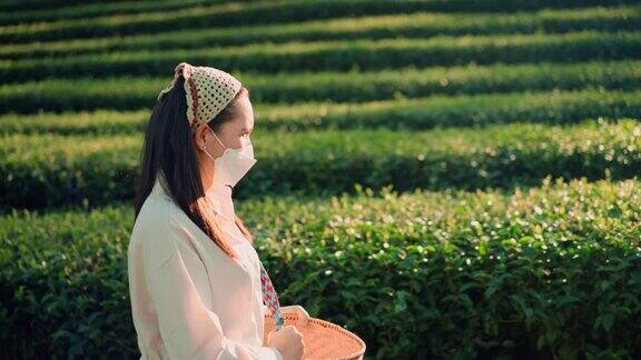 侧图:美丽的中年女性游客戴着防护口罩提着传统的采茶篮在清晨漫步和探索茶园的小山丘