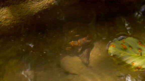 在小河水下觅食和爬行的欧洲小龙虾