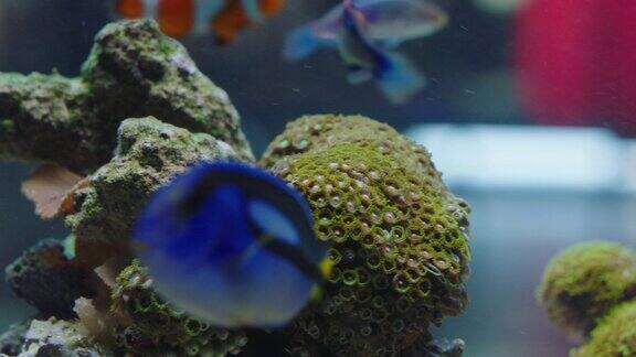 鱼缸里五颜六色的鱼小丑鱼与异国海洋生物一起游泳