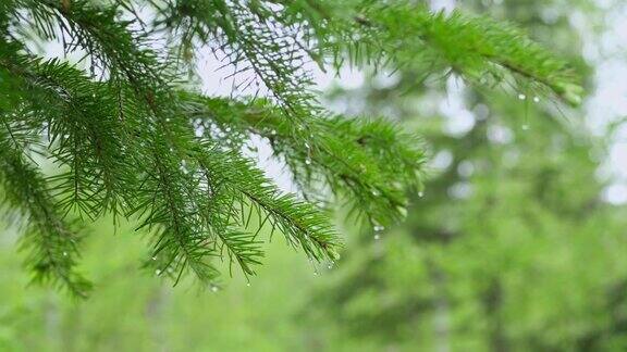 在一场小雨中带着雨滴的云杉树枝在风中摇摆