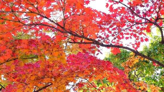 秋天在韩国首尔的一个公园