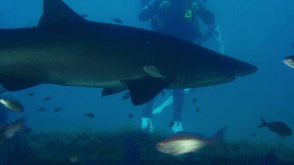 一名潜水员正看着一只斑点齿鲨沙虎鲨在一艘沉船中游泳