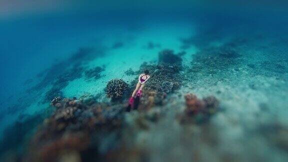 在印度尼西亚的科莫多国家公园里一名女子自由潜水者在水下游过健康生动的珊瑚礁应用倾斜偏移效果