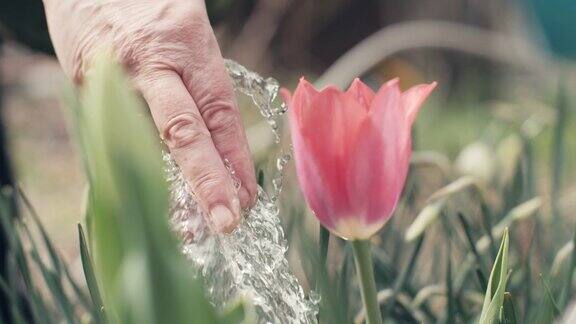 在花园的花坛上给盛开的郁金香浇水时搀扶着一位老妇人
